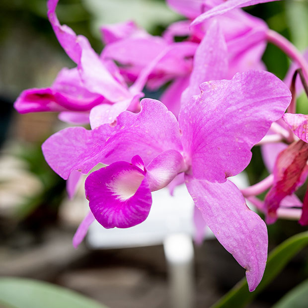 La Guaria Morada