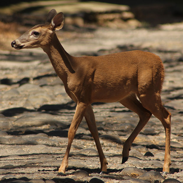 El Venado Cola Blanca